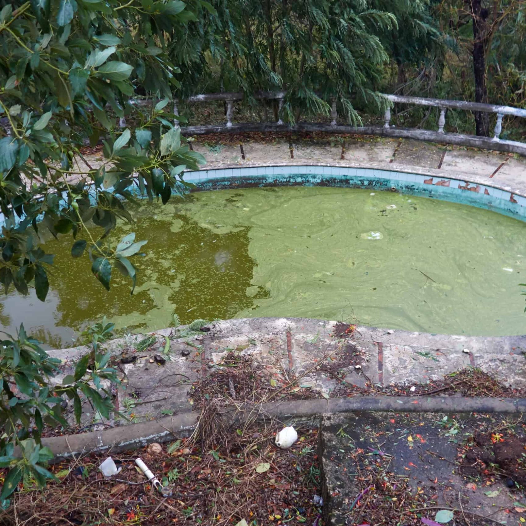 Abandoned Pool Overgrown with Vegetation Old swimming pool filled with stagnant, algae-covered water and surrounded by overgrown plants.